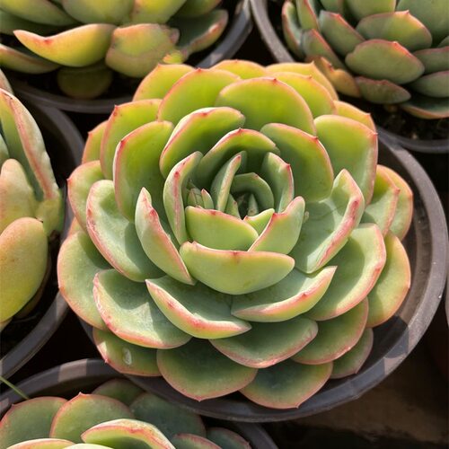 晨露多肉植物阳台盆栽绿植花卉新手好养好活带盆变色肉肉 - 图2