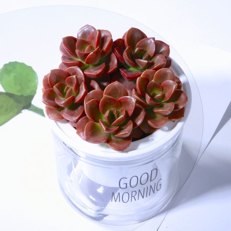 多肉植物巧克力方砖酱紫色肉肉新手多肉好养阳台露天懒人盆栽,淘宝优惠券,粉丝福利购,淘宝优惠卷