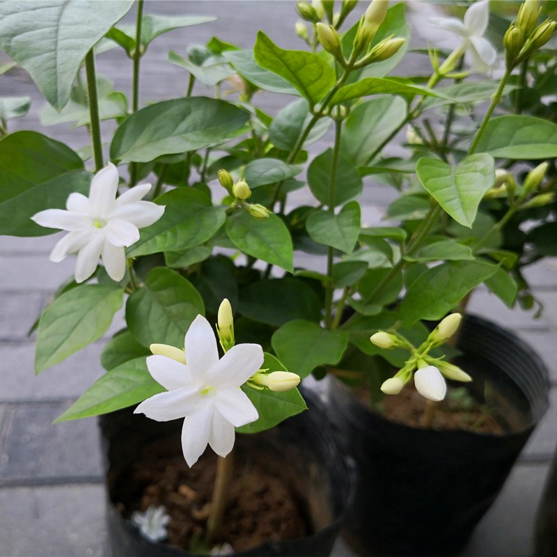 笔尖茉莉单瓣茉莉花盆栽阳台室内植物独杆花苗茉莉浓香型夏秋开花-图1