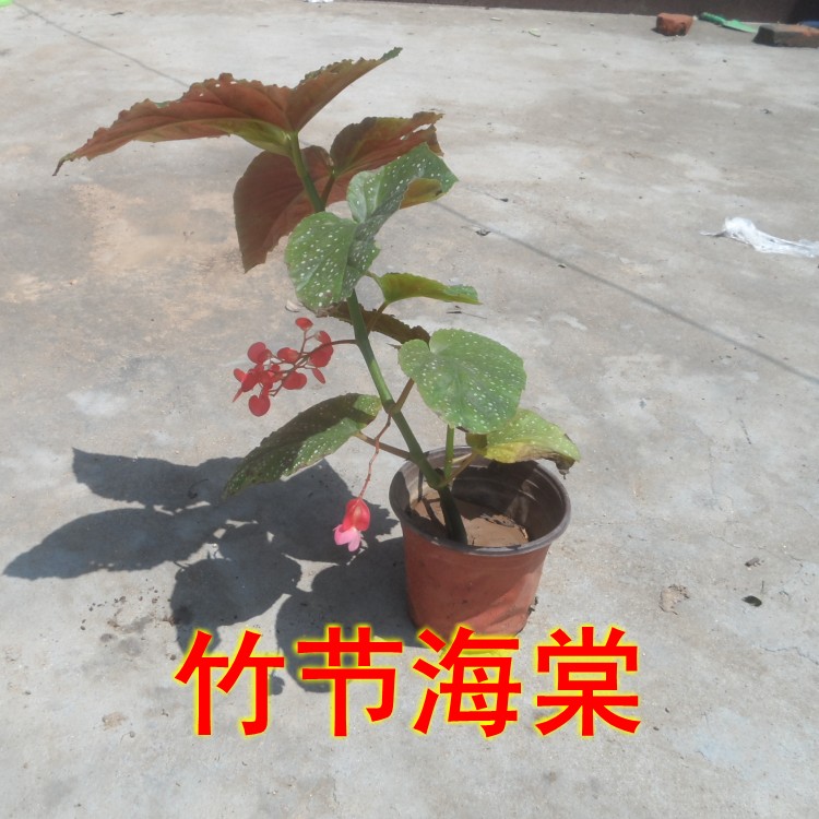 花盆栽龙翅海棠卉节海面棠花苗竹节海棠阳台办公室内桌观竹花植物 - 图0