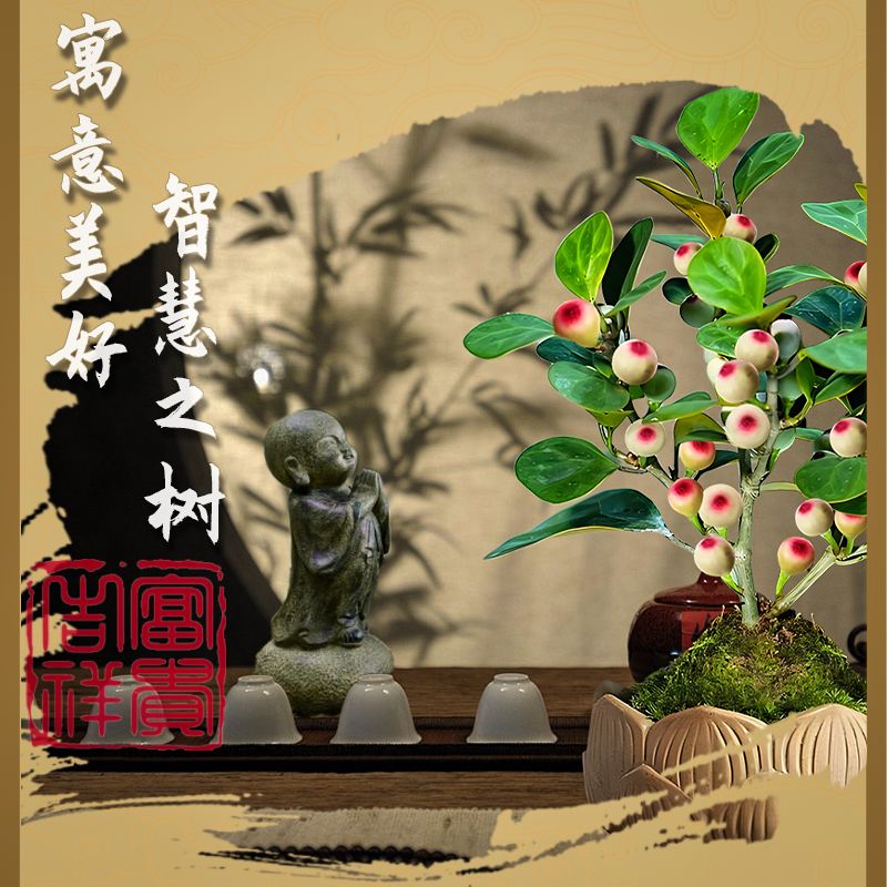 菩提树盆景小盼菩提盆栽中式禅意小盆栽室内观果绿植创正宗菩提树-图1