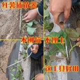 Саженцы для посадки сладкого картофеля, саженцы сладкого картофеля, инструменты для посадки овощей для формовых посадки
