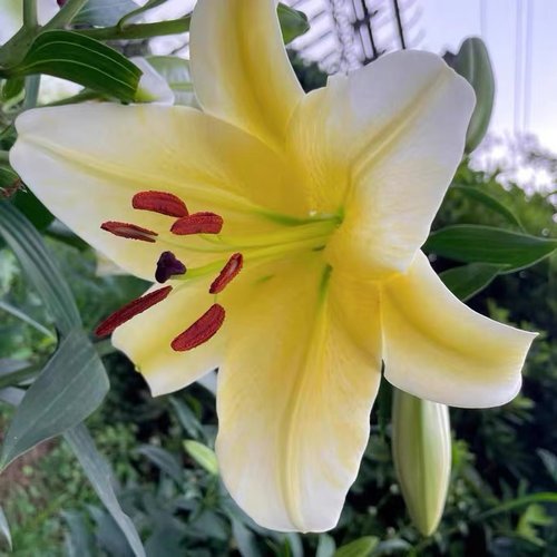 花香门第 荷兰进口香水百合花种球 OT木门 黄色百合带芽 颜色对版 - 图2