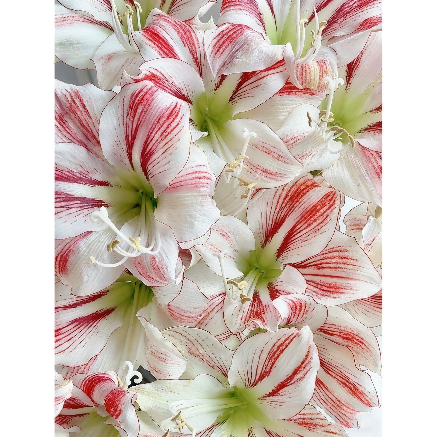 朱顶红鲜切花童话朱顶红带花苞发货花瓶插花鲜花水养真花圣诞鲜花,淘宝优惠券,粉丝福利购,淘宝优惠卷