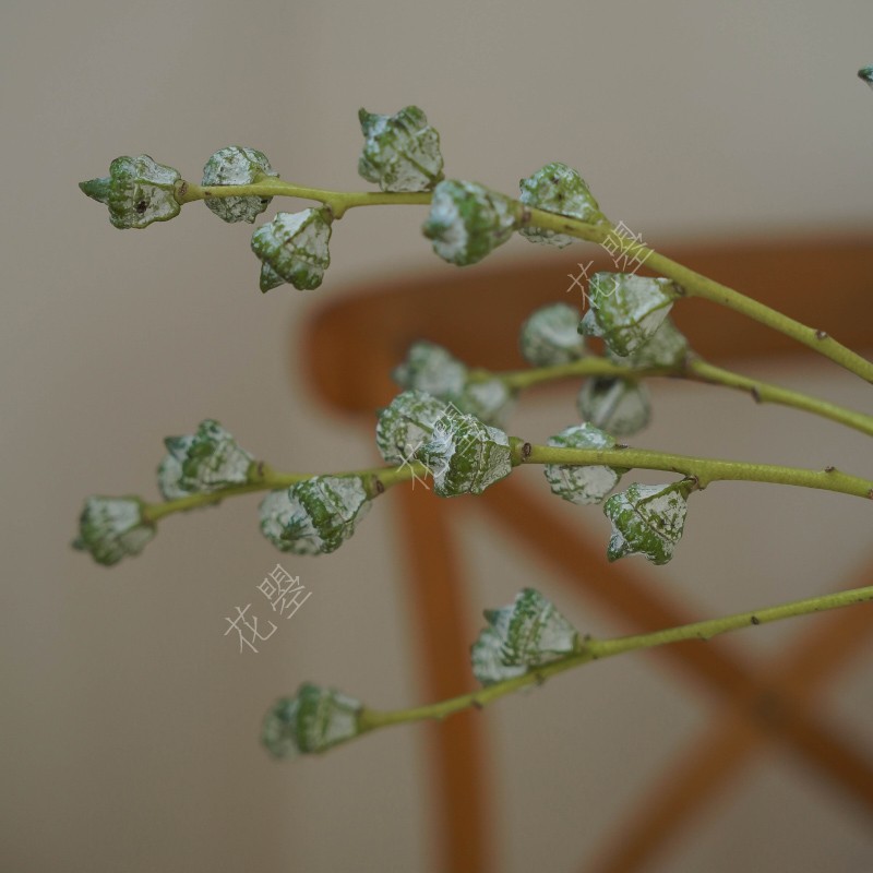 花曌新鲜尤加利果鲜花尤加利果鲜果真果实可做干花家居瓶插花-图0