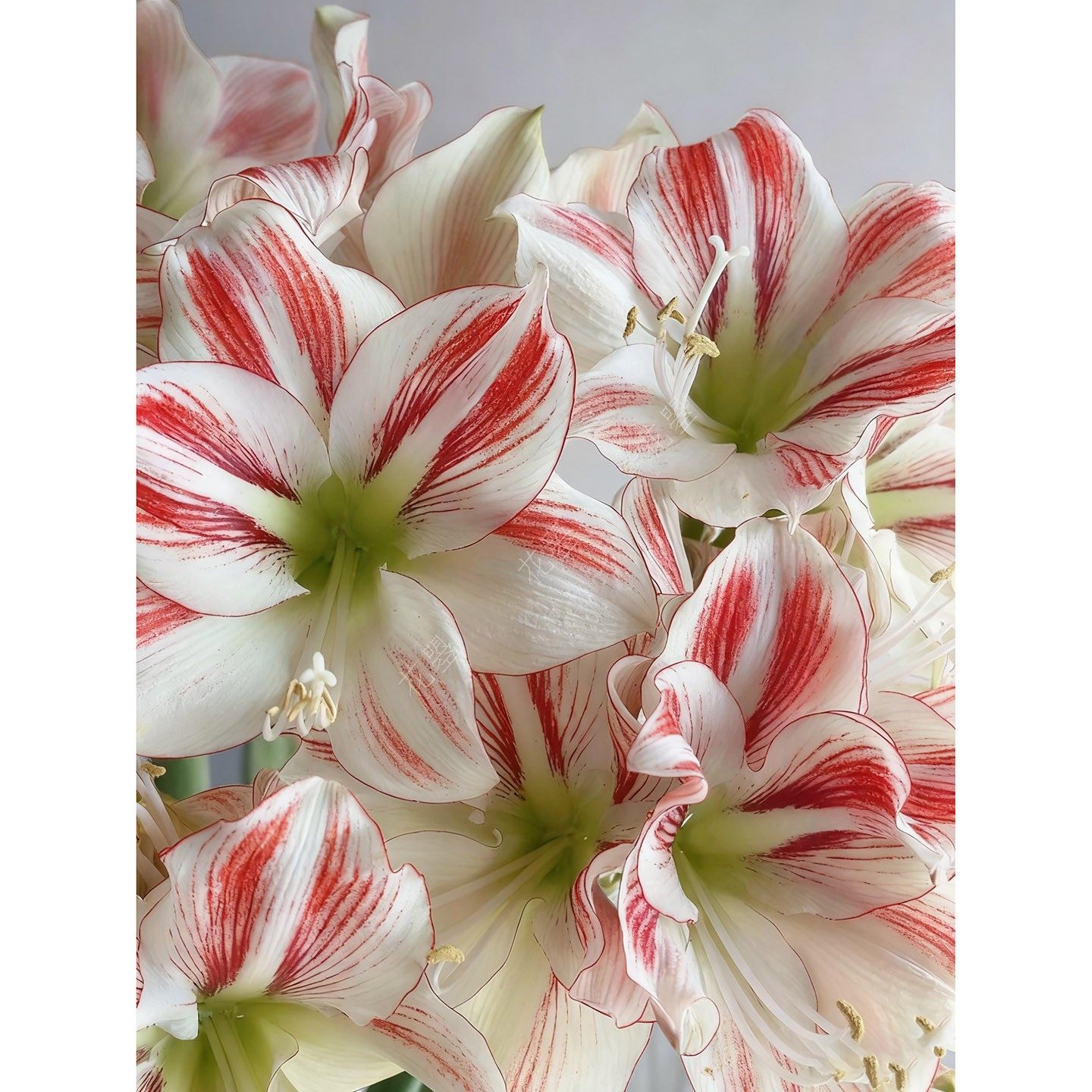 朱顶红鲜切花童话朱顶红带花苞发货花瓶插花鲜花水养真花圣诞鲜花,淘宝优惠券,粉丝福利购,淘宝优惠卷