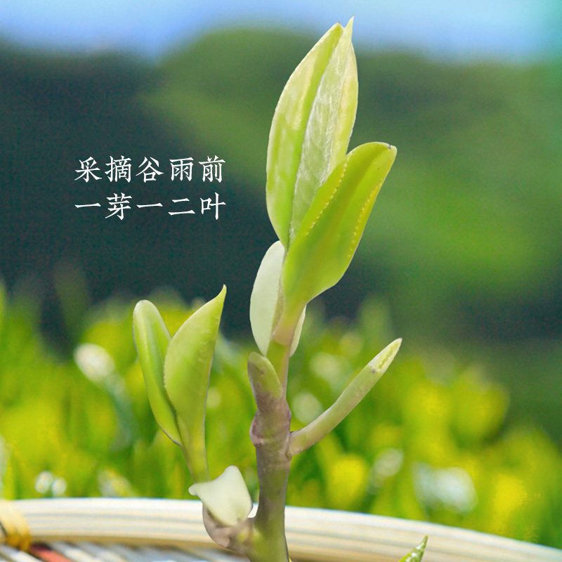 虎标2021年上市雨前龙井豆香型春茶 虎标龙井茶（非西湖）
