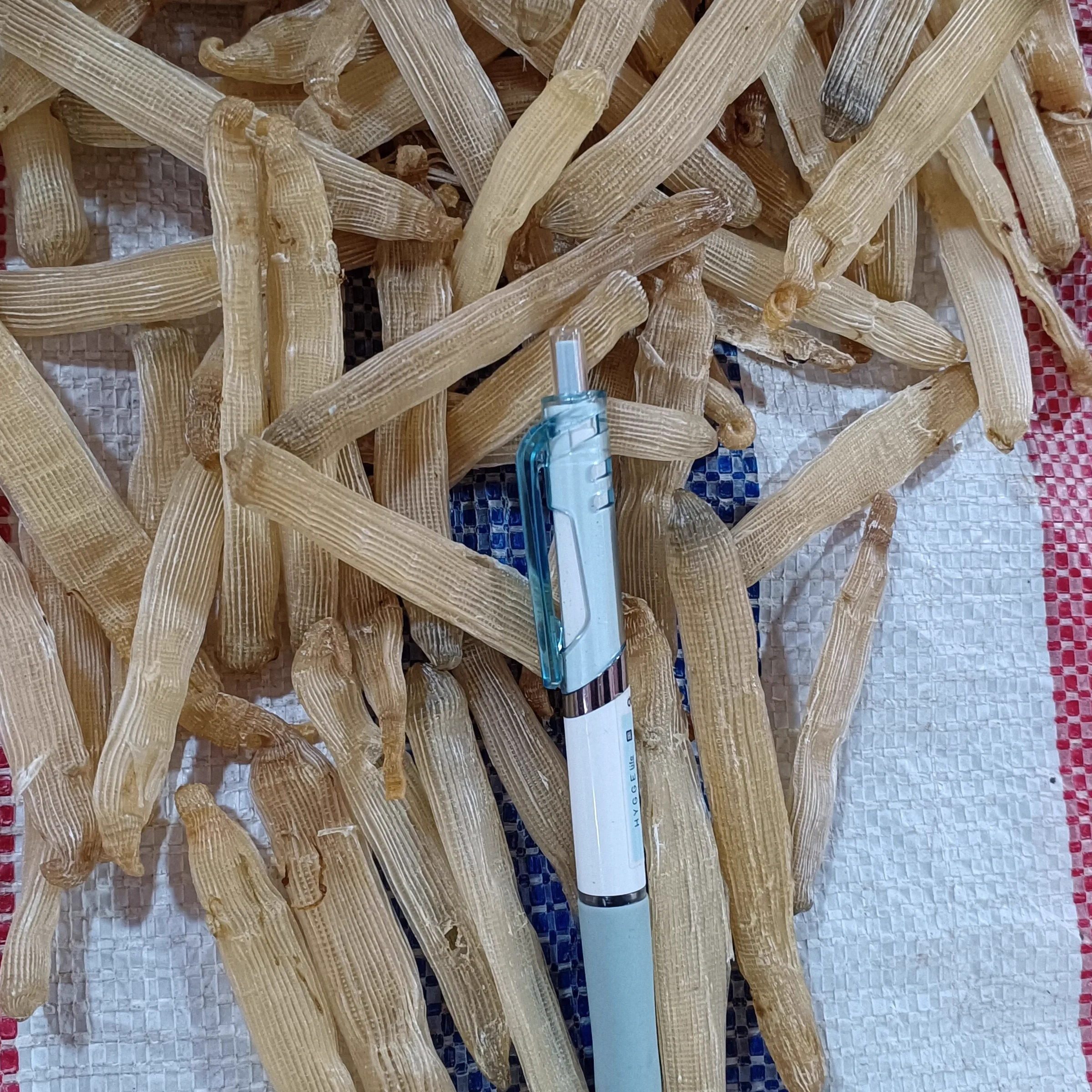 新货正宗广西北海特产野生沙虫干中大号沙虫干货美食海肠子非湛江,淘宝优惠券,粉丝福利购,淘宝优惠卷