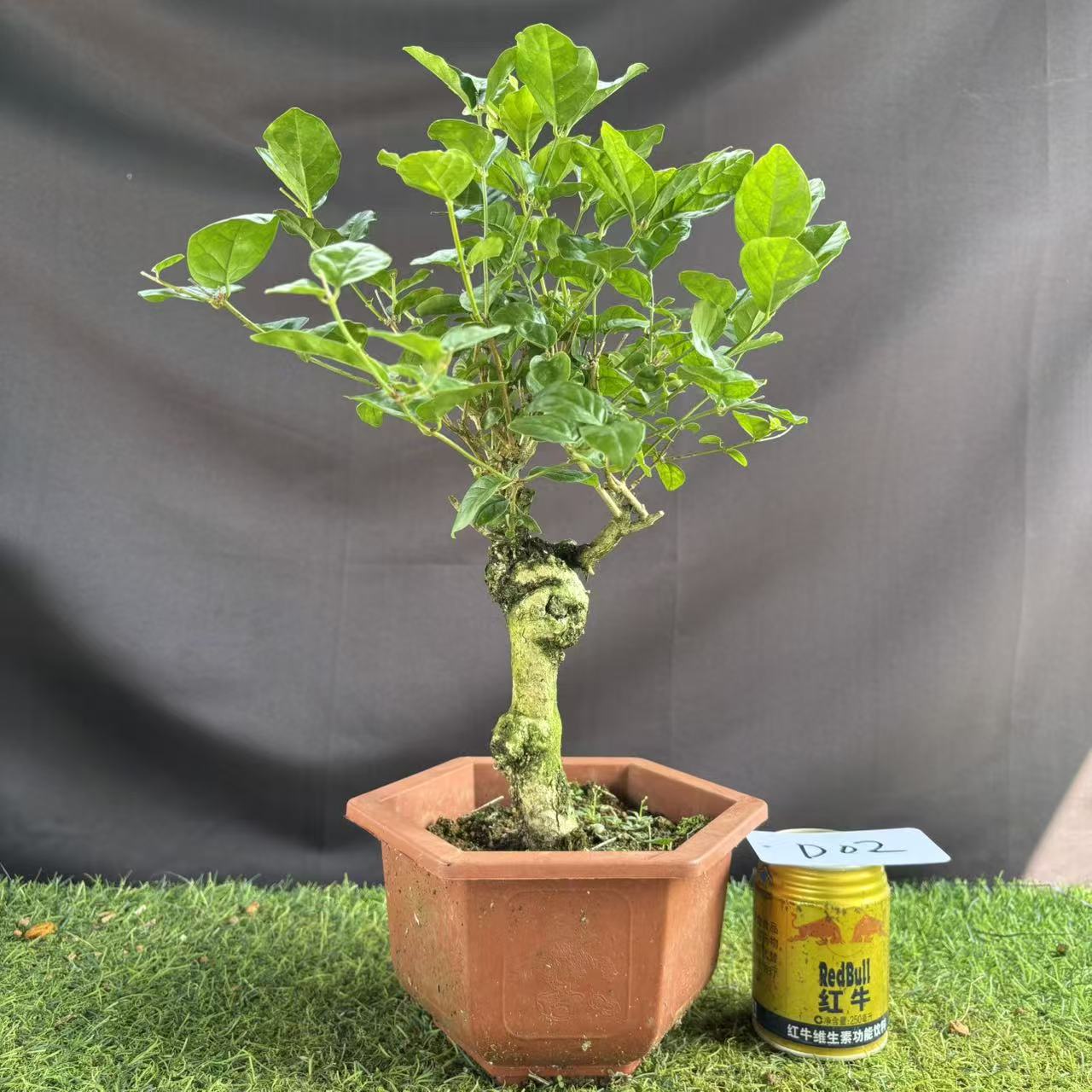 11.5更新一物一拍重瓣茉莉花盆栽独杆双杆老桩老树独桩盆景植物 - 图1