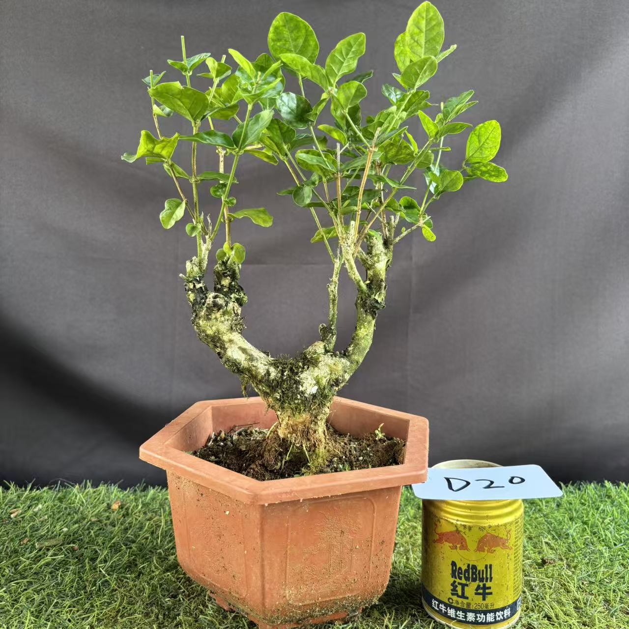 11.5更新一物一拍重瓣茉莉花盆栽独杆双杆老桩老树独桩盆景植物 - 图0