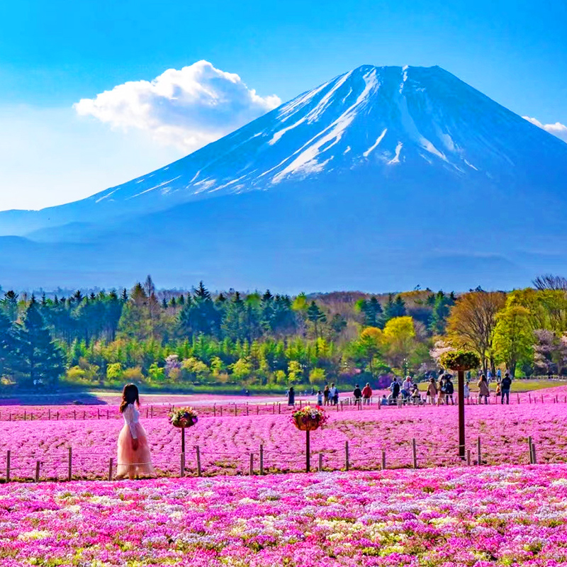 途易 【可选小团】日本东京富士山一日游忍野八海河口湖温泉旅游 - 图0