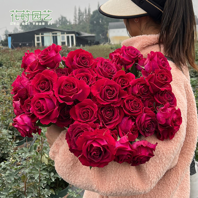 花莳园艺 【月季裸根】地栽庭院植物灌木爬藤 月季超高修剪发货,淘宝优惠券,粉丝福利购,淘宝优惠卷