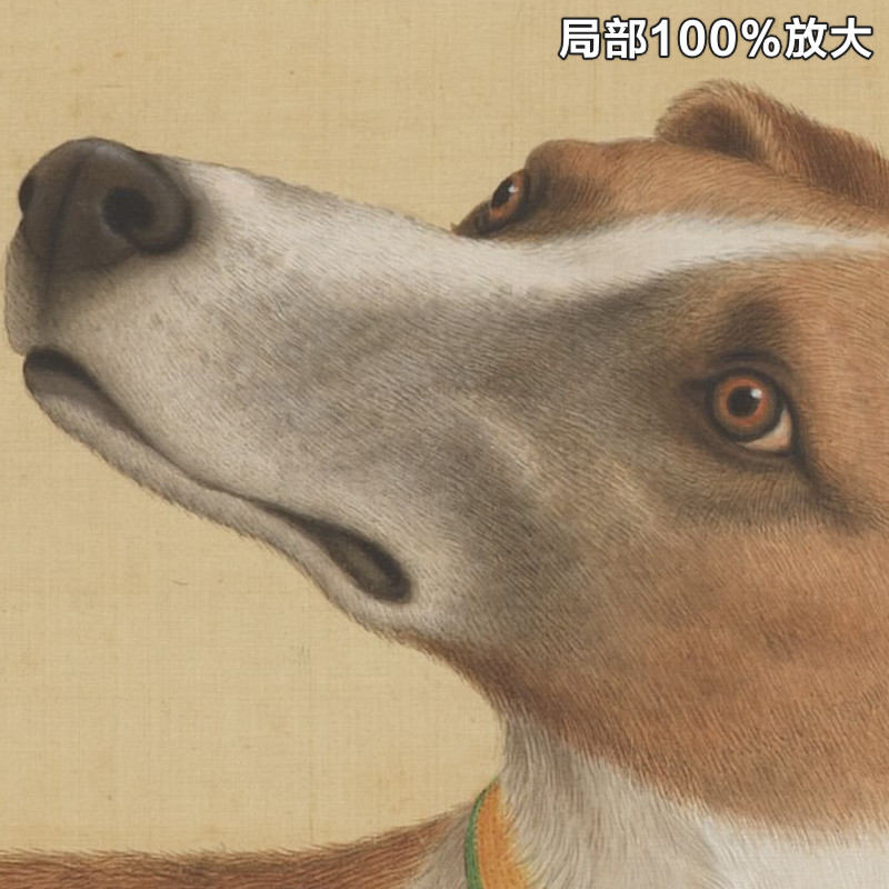 郎世宁十骏犬之茹黄豹图清朝古代工笔名狗装饰画高清电子图片素材