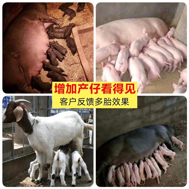 欣佑刍孕无忧猪牛羊促发情排卵兽用促牛打栏连喂5天发情快高受孕 - 图1