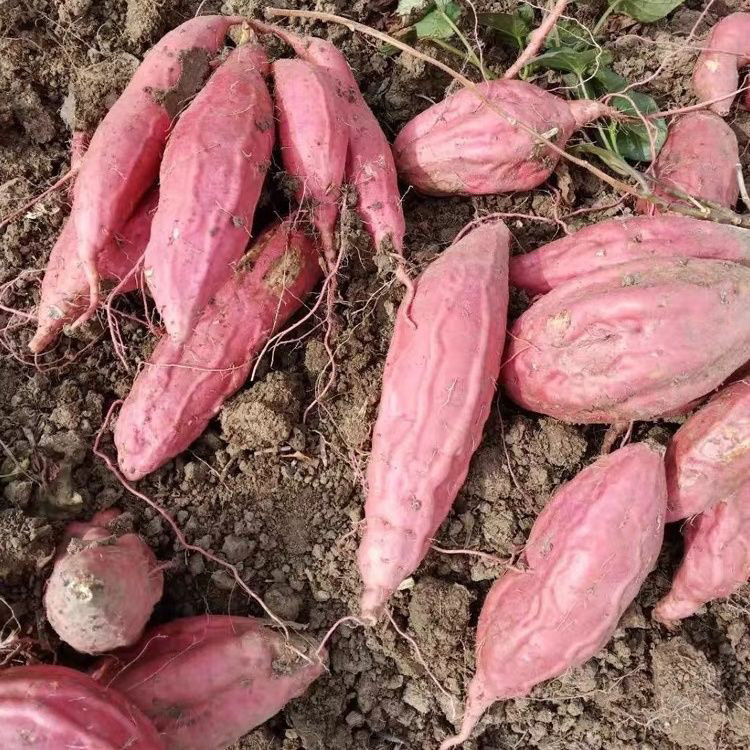 红薯苗烟薯25号蜜薯烤地瓜秧红糖心蜜薯种植藤高产脱毒红黄农科院