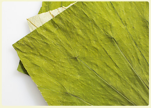 微山湖新鲜荷叶茶长方形切片干荷叶包糯米鸡饭蒸饭22x20CM/100张 - 图2