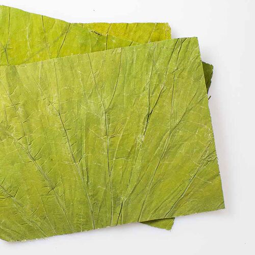 微山湖新鲜荷叶茶长方形切片干荷叶包糯米鸡饭蒸饭22x20CM/100张 - 图0