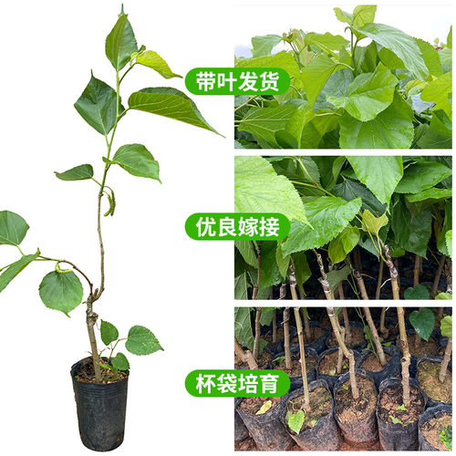 台湾四季长果桑水果桑树十大果桑葚树苗庭院庭院盆栽地栽当年结果 - 图0