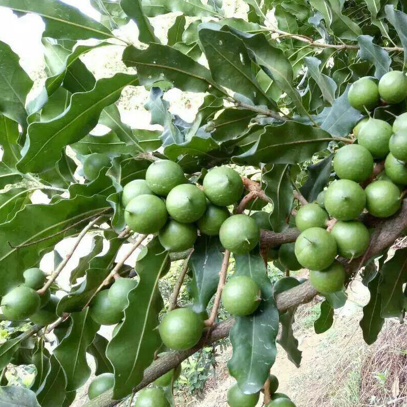 夏威夷果树苗澳洲坚果苗坚果嫁接苗桂热一号南北可种植带原土发货