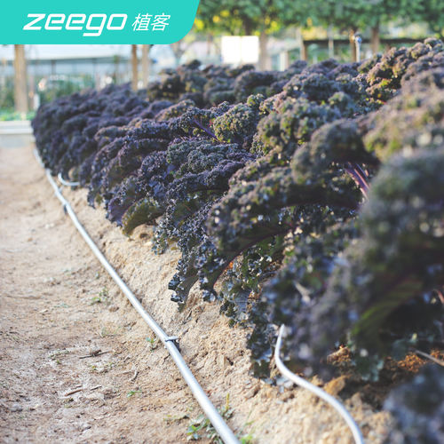 植客zeego 6099自动喷淋主水管pe16家用滴灌设备套装系统果园农用 - 图2