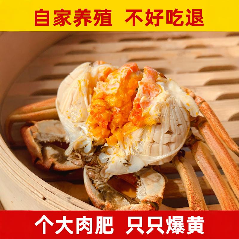 盘锦河蟹全母 多规格 湿地大闸蟹稻田螃蟹鲜活现货礼盒顺丰包邮