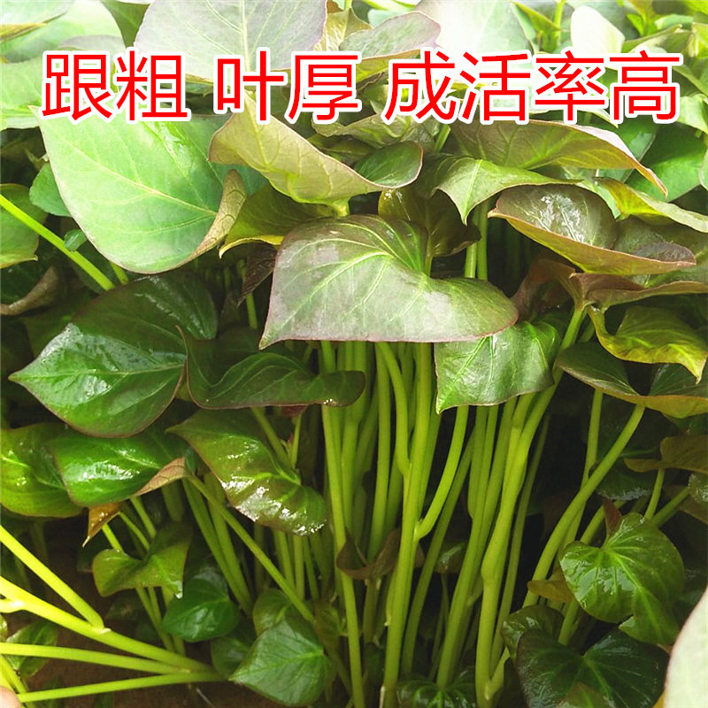 正宗烟薯25号薯苗山东烟台地瓜苗种红薯苗秧脱毒带根蜜薯农科院