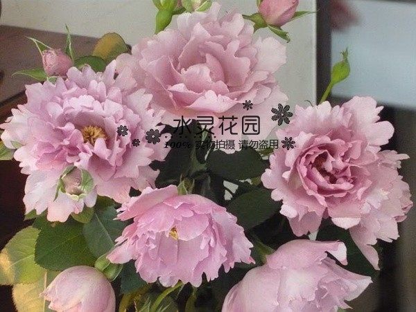 【水灵花园】时装玫瑰 日月月季花型仙气特色强香河本系,淘宝优惠券,粉丝福利购,淘宝优惠卷