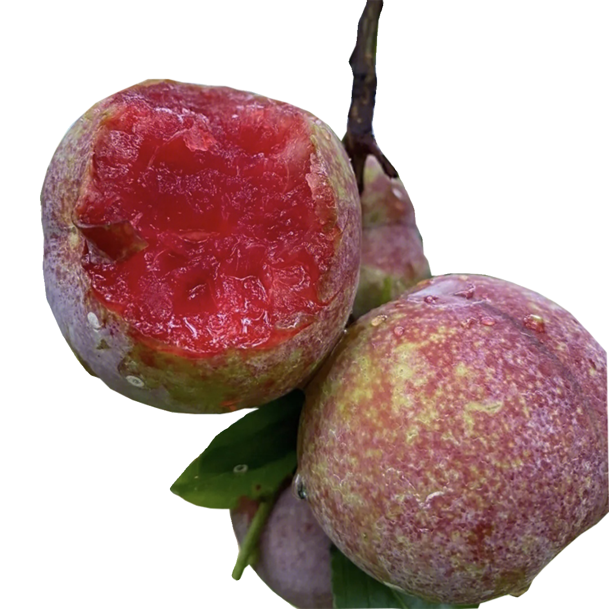 三华李树苗早熟李子苗果树苗木嫁接苗庭院地栽盆栽水果苗四川成森,淘宝优惠券,粉丝福利购,淘宝优惠卷