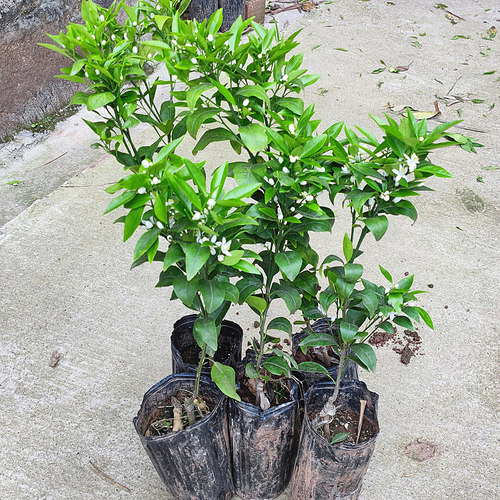 沃柑苗 嫁接 果苗 香橙砧木 晚熟 果树苗 柑橘苗 盆栽地栽 苗木 - 图2