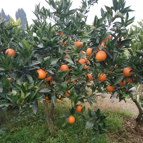 塔罗科血橙树苗 嫁接苗四川资中可选带果树果苗木赣南脐橙树 成森 - 图1