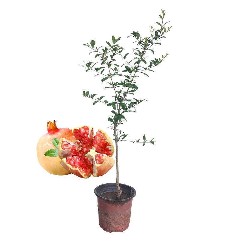 突尼斯软籽石榴果树苗带土盆栽地栽南方北方庭院果苗四川成森苗木,淘宝优惠券,粉丝福利购,淘宝优惠卷