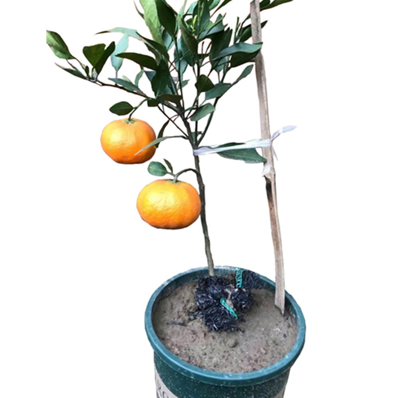 甘平柑橘树苗 嫁接果树盆栽 四川成森新品种带土苗木南方柑平果苗,淘宝优惠券,粉丝福利购,淘宝优惠卷