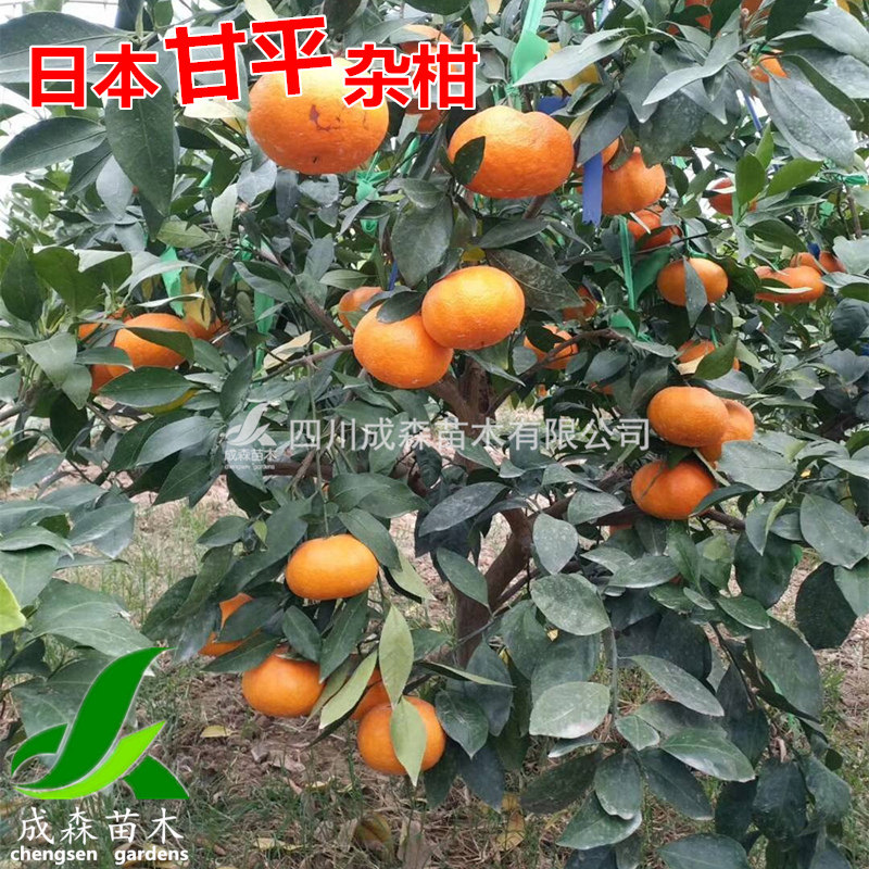 甘平柑橘树苗 嫁接果树盆栽 四川成森新品种带土苗木南方柑平果苗,淘宝优惠券,粉丝福利购,淘宝优惠卷