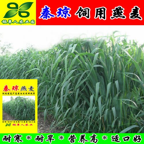 饲用燕麦种子 秦琼边锋牧草籽 高产饲料作物 耐寒好 产量高适应强 - 图1