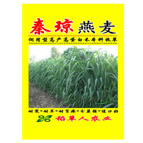 饲用燕麦种子 秦琼边锋牧草籽 高产饲料作物 耐寒好 产量高适应强 - 图3