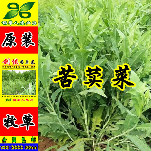 饲用苦荬菜种子 牧草籽牛羊鸡鸭鹅兔鱼肥猪草买卖麦麻 南北方包邮 - 图2