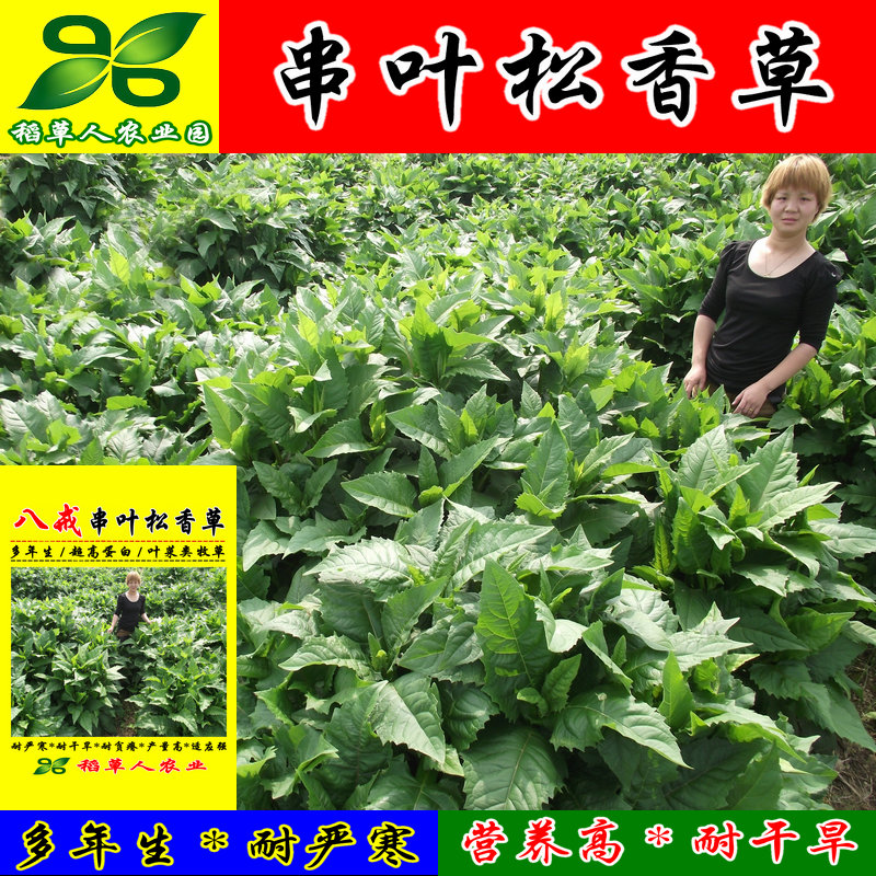 串叶松香草种子 华夏神菊 香槟草 多年生牧草籽教授菊花草提炼SOD - 图0