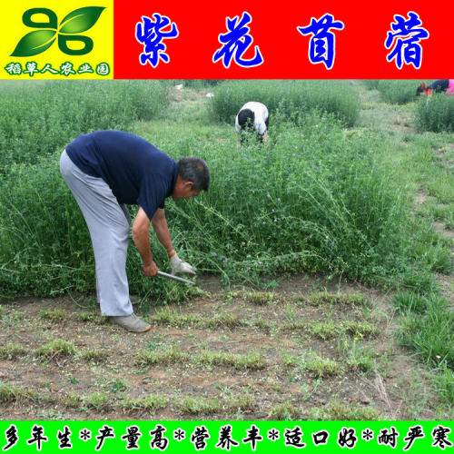紫花苜蓿种子 多年生四季南北方牧草坪籽芽苗菜绿化蜜源绿肥包邮 - 图1