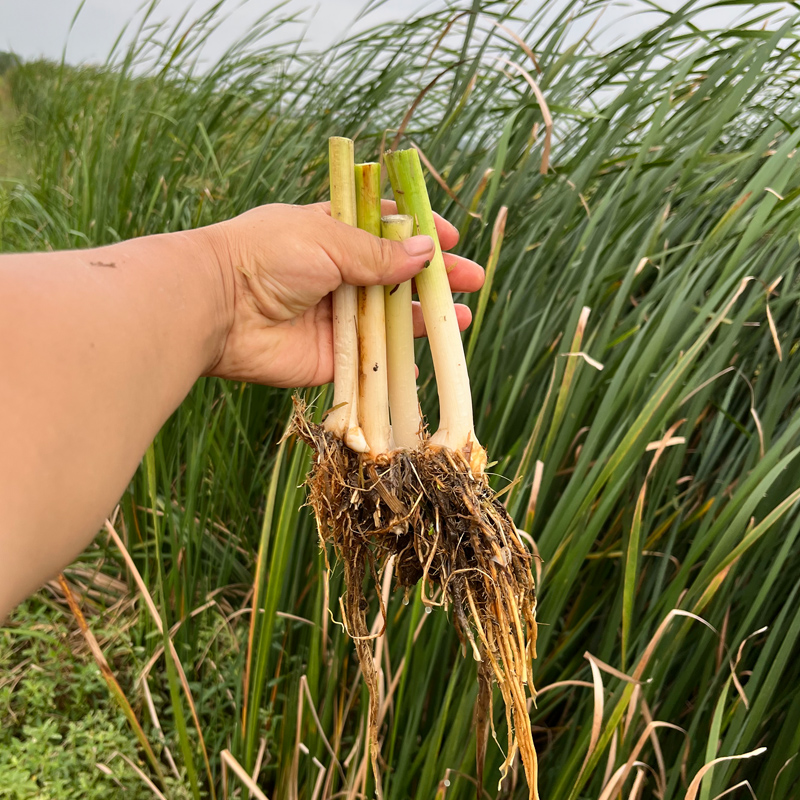 香蒲苗水烛蒲草苗菖蒲水菖蒲池塘湿地公园水生植物绿化挺水植-图2