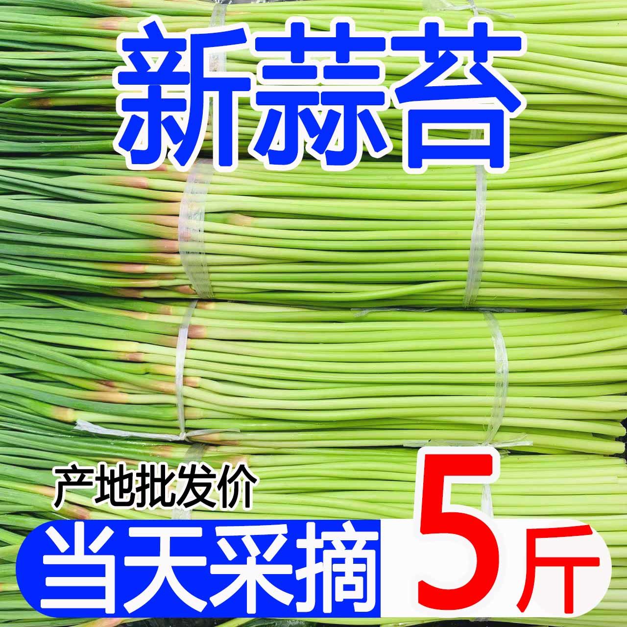 鲜蒜苔2024年现摘现发河南红帽蒜苔新鲜蔬菜蒜苔5斤批发鲜蒜苔 - 图3