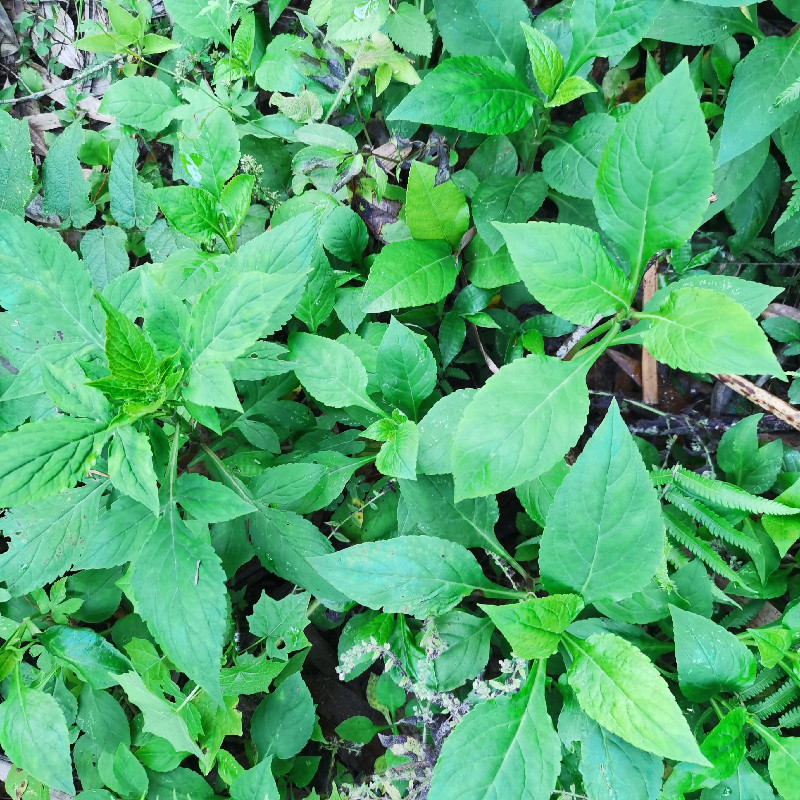 新鲜苦菜败酱草野菜天然苦斋菜苦甲苦夹苦益菜清凉下火苦一菜现摘 - 图0