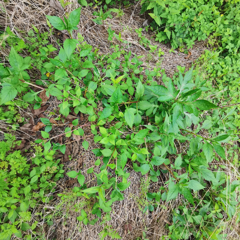 新鲜苦菜败酱草野菜天然苦斋菜苦甲苦夹苦益菜清凉下火苦一菜现摘 - 图2