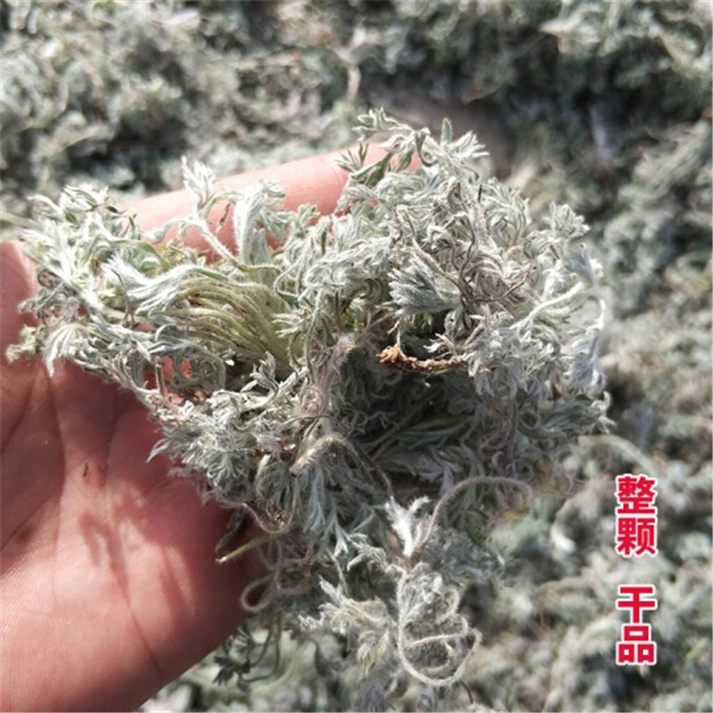 茵陈 中药材 茵陈草 茵陈蒿 绵茵陈  野生新鲜整棵干货散装500g - 图1