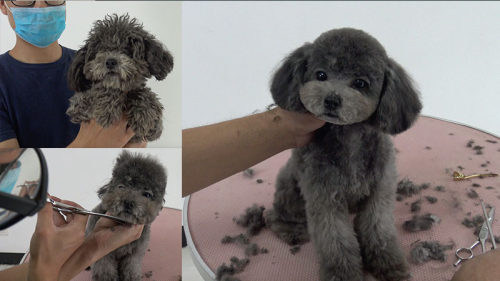 宠物师培训教程 宠物美容教学视频 泰迪美容视频教程MODPET - 图0