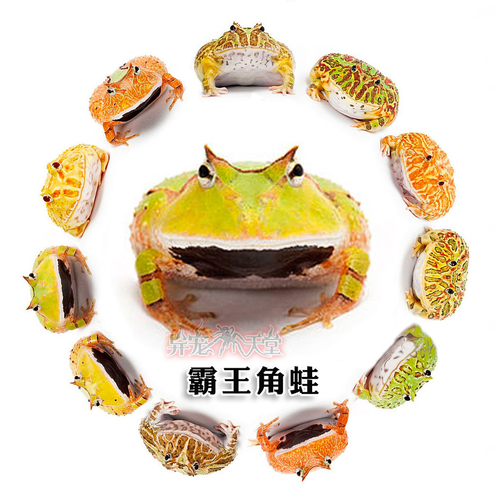 活体宠物角蛙黄金绿角草莓南瓜皮卡丘蝴蝶霸王钟角小丑非牛姥爷树,淘宝优惠券,粉丝福利购,淘宝优惠卷