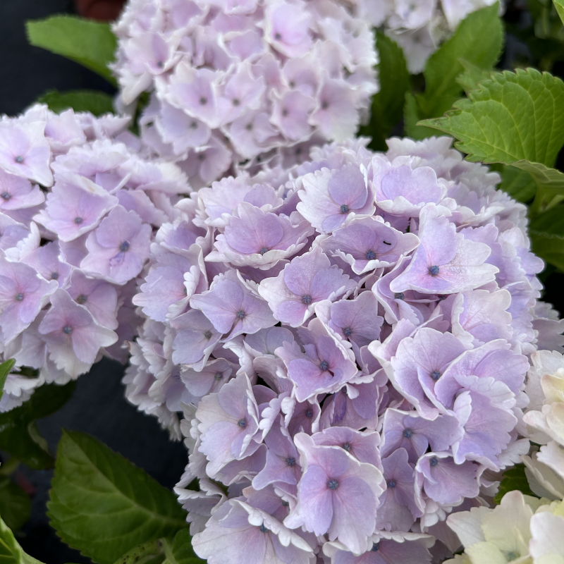 原野先生花园（4/7加仑  魔幻海洋）阳台庭院盆栽地栽绣球植物,淘宝优惠券,粉丝福利购,淘宝优惠卷