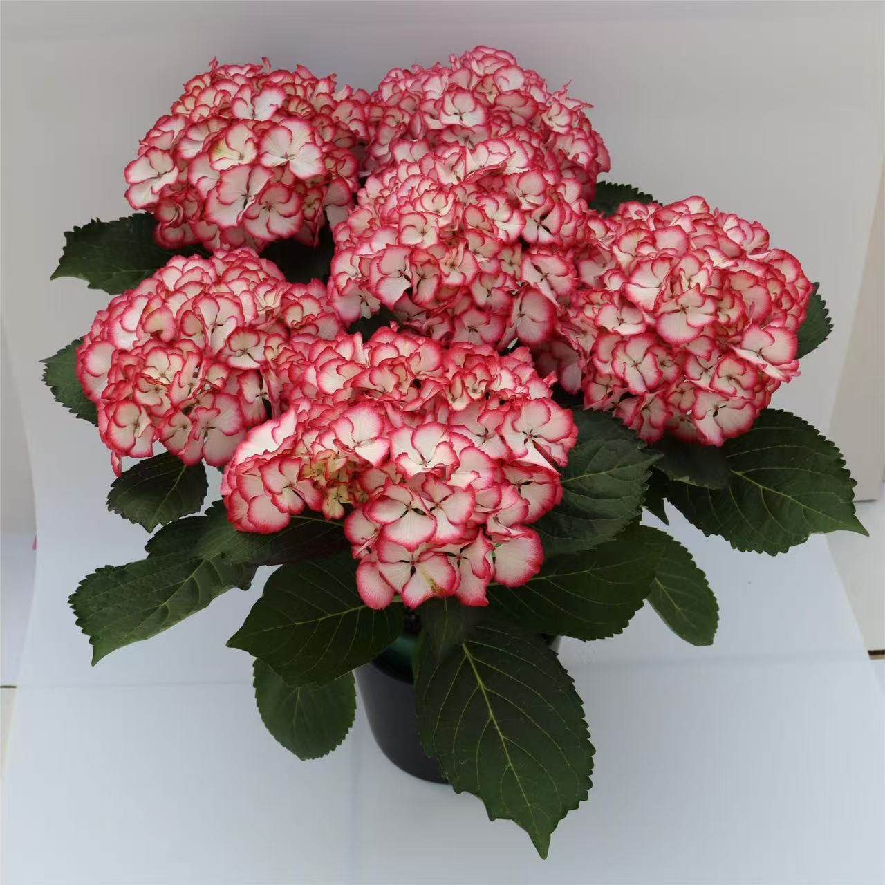 原野先生花园 7加仑混合绣球 地栽盆栽植物春季,淘宝优惠券,粉丝福利购,淘宝优惠卷