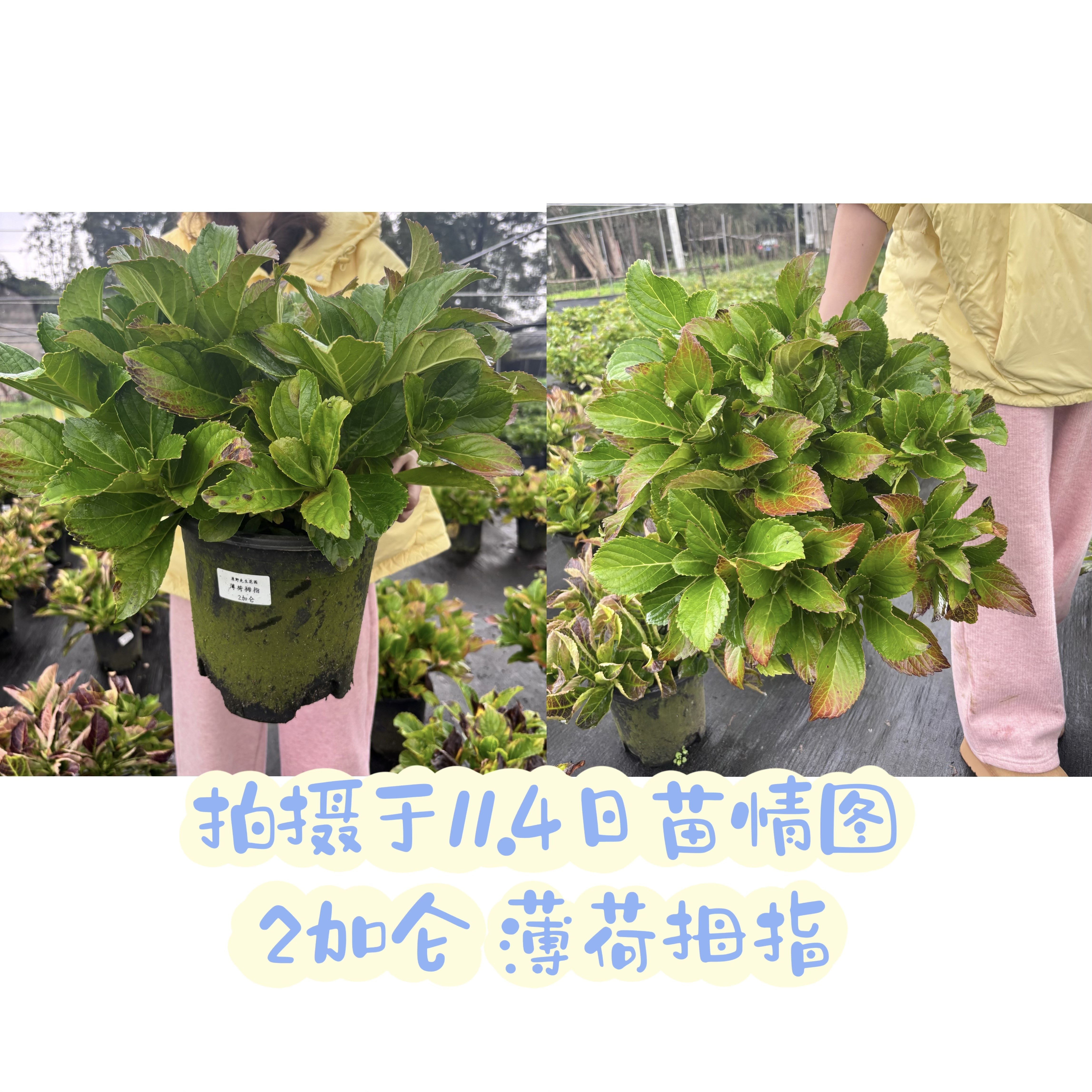 原野先生花园（2加仑 薄荷拇指）养护大花绣球,淘宝优惠券,粉丝福利购,淘宝优惠卷