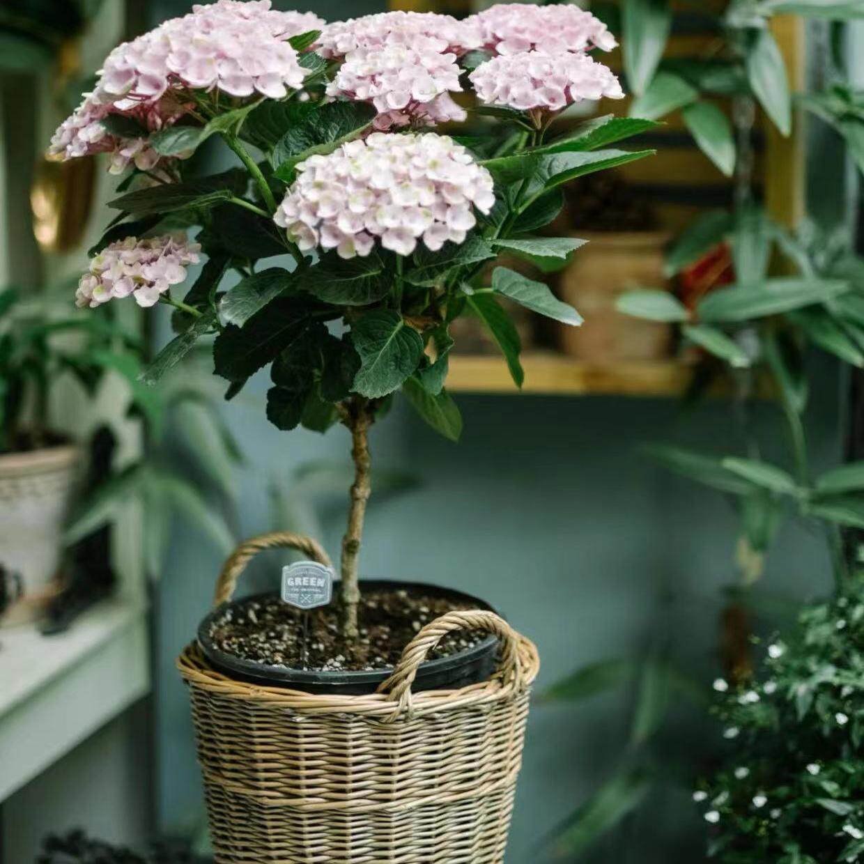 原野先生花园 （棒棒糖混合系列）绣球魔幻革命夏洛特,淘宝优惠券,粉丝福利购,淘宝优惠卷