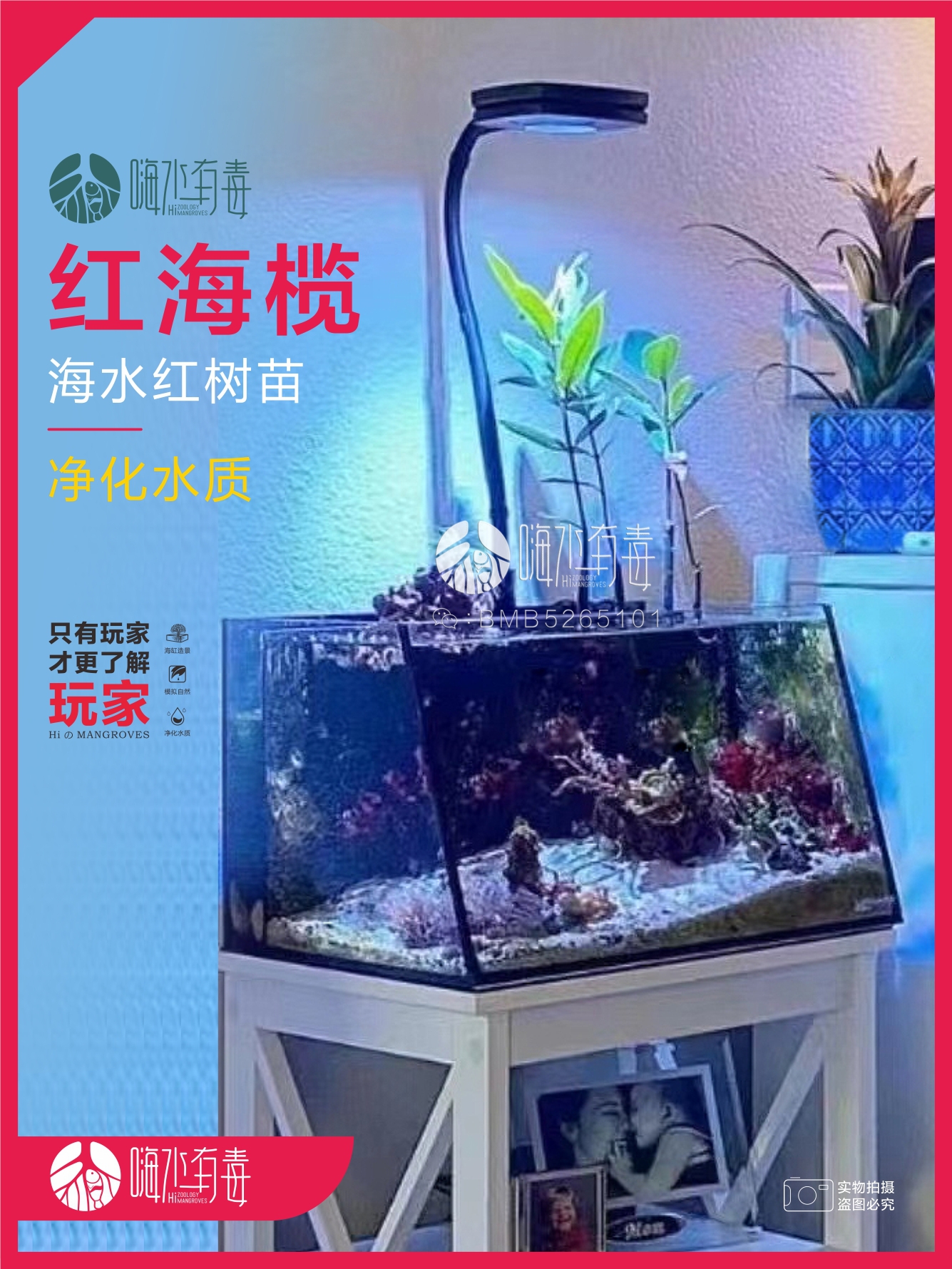 海水植物红树成景红树红树苗红树造景海缸造景嗨水有毒-图3